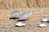 Sandhill Cranes and Snow Geese NM 2020
